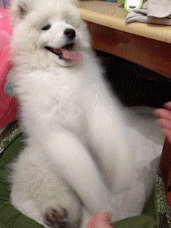 安安可采集到Pets