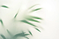 抽象剪影影白色背景的自然树叶棕榈树枝落在墙上。热带树叶的透明模糊的阴影图片下载