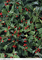 植物背景-红色的刺树果实