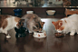 三只猫饭的照片素材