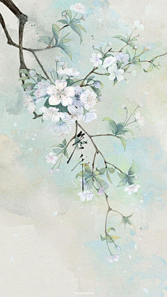 梨花插画图片壁纸