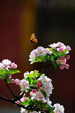 故宫花事——一片春心付海棠