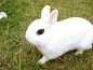 宠物图片：爱化烟熏妆的海棠兔 (8)