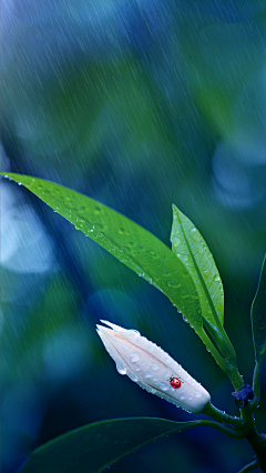 瓦尔登与纳木错采集到听雨