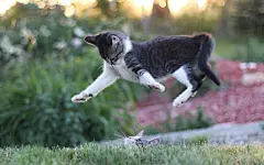 高清小萌猫桌面壁纸  #优质# #动物# #高清#