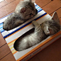 推特上的“ginzuratvxq”迷惘地感叹，买了再好的猫窝也没用，她家的两只萌货，只爱纸巾盒。