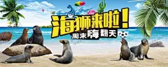 海狮表演活动海报 夏季 清凉  【酷图网】海狮表演,海狮活动,海狮海报,夏季清凉,大海,海滩,沙滩,椰树,清凉一夏,