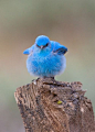 Mountain Bluebird | Cutest Paw