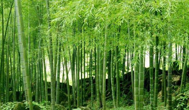 毛竹(楠竹)-刚竹属，单轴散生竹