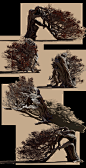 Foliage - A tree survived the sandstorm