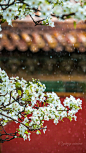 【2018京城春花，梨花飞雪】宫中，等一场梨花春雨，却等来了梨花飞雪! ​​​​