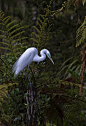 A bird seen as coming from the world of life and light. Distinguished guests who seldom visit. A messenger from the afterlife: Avian, Birds Large, Do You, Backgrounds, Case, Birds Egrets, Birds Water
