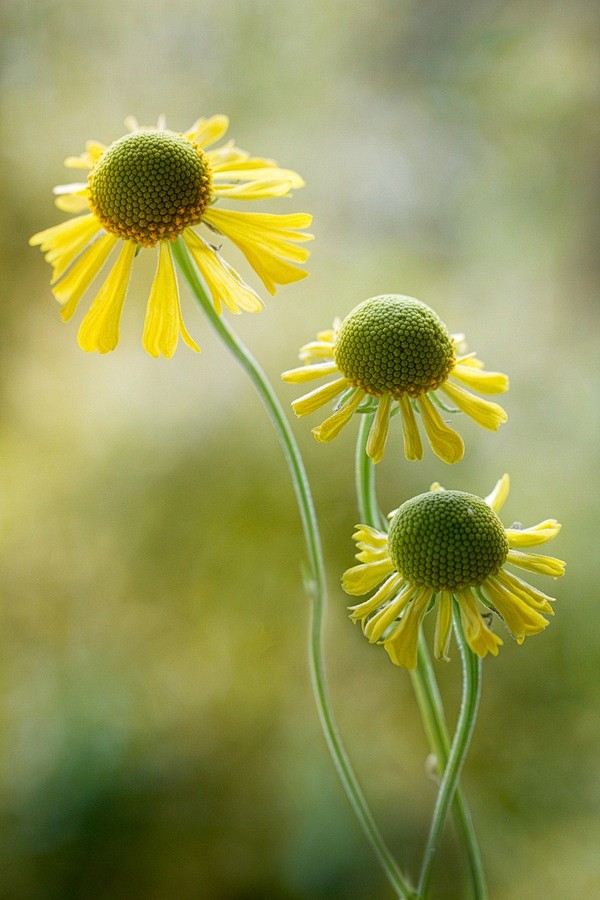 Heleniums