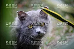 宠物猫   - 源文件下载【酷图网】宠物猫,小猫猫,喵,白猫,瞄,喵咪,可爱小猫,猫海报,小猫,宠物,可爱,咖啡猫,猫爪,猫咪,眼睛猫,黑猫,雪地猫,猫猫摄影,大头猫