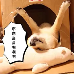 maru真的很适合做冬季表情包啊~~~~加字by 黄油相机app