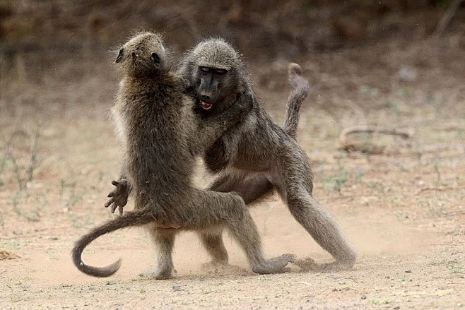 暴怒狒狒打架似摔跤比赛堪比职业选手自然大观趣闻解密quwenjiemicom