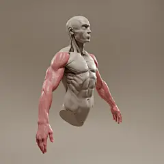 原画动漫人物人体结构解剖，肌肉骨骼躯干动…考素材 (135)