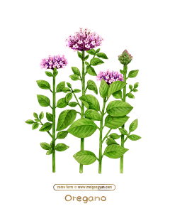 哈喽范饭采集到花