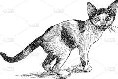 小斑点的小猫