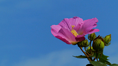 〆流年亦夢╮采集到花卉•芙蓉花