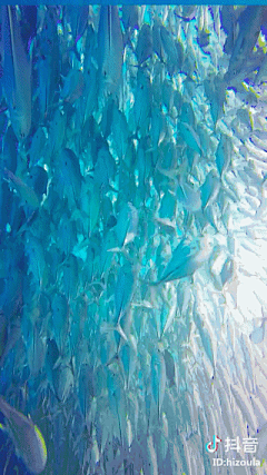 远山流水采集到水族世界
