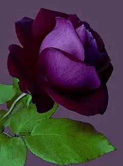 Beautiful Purple Rose