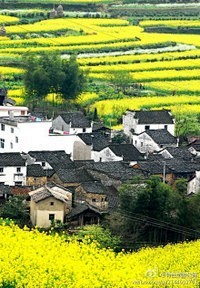 [中国最美丽的乡村] 婺源被称为“中国最...