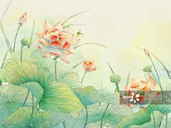 唯美荷花插画图片素材