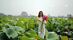 莲花 花壁纸 花朵 女士 白色的裙子 花卉背景 粉红色的花朵