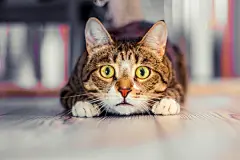 点击来源直接获取大图文件 |charismatic surprised cat lies and stares ahead