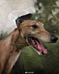 动物绘画分享
,
油画艺术家
,
jen_art
,
宠物手绘分享 ​​​​