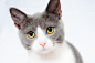 Grey and White Short Fur Cat, Kitten, Pet, Feline, Cute, HQ Photo