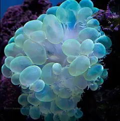 好漂亮的珊瑚