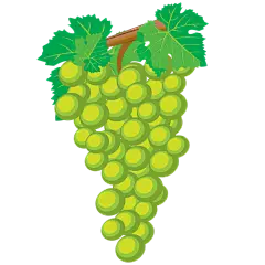 手绘葡萄绿葡萄红葡萄素材