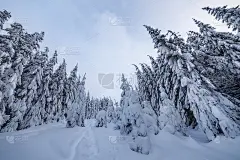 美丽的冬天的风景。茂密的山林中有高大的墨绿色云杉，在明亮的霜冻的冬日里，小径上覆盖着洁白的积雪。