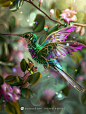 【ai宇宙吧】创意宝石珠宝动物蜂鸟艺术品背景Midjourney描述关键词咒语：