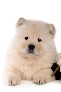 松狮犬各种萌高清手机壁纸