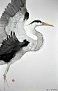 【新提醒】分享[转载自 【怒波·鱼】：卡尔米 鸟类水彩插画 - 马蹄网