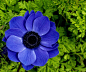 蓝紫色的花，似乎总是更妖艳一些。