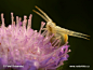 蟹蛛科，花蛛属，弓足梢蛛，Crab Spider (Misumena vatia)