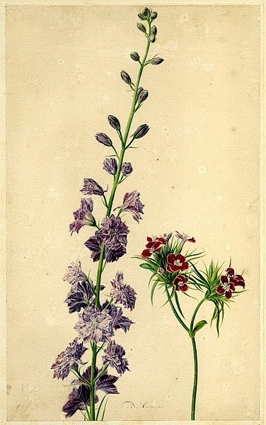 Jan van Huysum植物绘