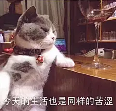 【图片】小猫咪表情包，简直可爱炸了。【吸猫吧】_百度贴吧