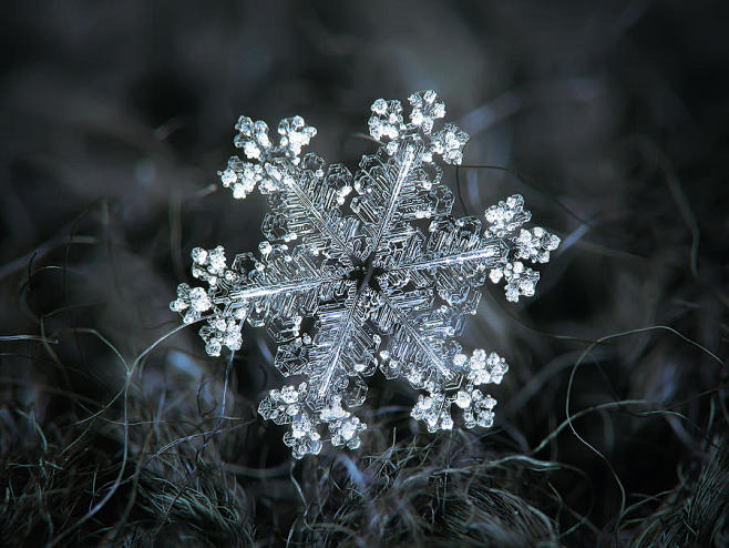 Real snowflake - 26-...