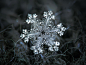 Real snowflake - 26-Dec-2018 - 1 Photograph by Alexey Kljatov