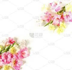 花边框架由粉红色和黄色剑兰在白色的背景。剑兰图案，节日贺卡。平躺，俯视图。鲜花的背景。帧的鲜花。本空