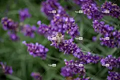 蜜蜂 昆虫 授粉 薰衣草 花 飞虫 美丽的花朵 花壁纸 翅膀