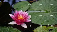 水百合 莲花 粉色的 花壁纸 荷叶 池塘 睡莲 美丽的花朵