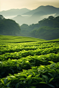 茶叶自然茶树摄影图