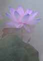 ［ 禅定无烦恼，心如莲花开 … ］