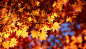 Color + Design Blog / Seasonal Color Inspiration: Autumn by COLOURlovers :: COLOURlovers